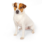 DOG 02 BK0007 01
Jack Russell Terrier Sitting On White Seamless