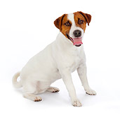 DOG 02 BK0008 01
Jack Russell Terrier Sitting On White Seamless