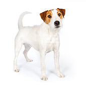 DOG 02 BK0009 01
Jack Russell Terrier Standing On White Seamless