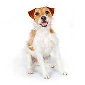 DOG 02 BK0010 01
Jack Russell Terrier Sitting On White Seamless