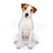 DOG 02 BK0011 01
Jack Russell Terrier Sitting On White Seamless