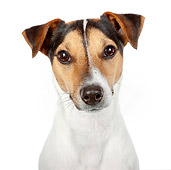 DOG 02 BK0012 01
Head Shot Of Jack Russell Terrier Sitting On White Seamless