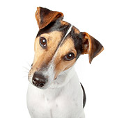 DOG 02 BK0013 01
Head Shot Of Jack Russell Terrier Sitting On White Seamless