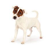 DOG 02 BK0014 01
Jack Russell Terrier Standing On White Seamless