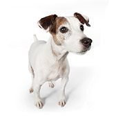 DOG 02 BK0015 01
Jack Russell Terrier Standing On White Seamless
