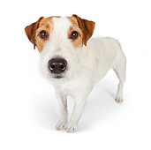 DOG 02 BK0016 01
Jack Russell Terrier Standing On White Seamless
