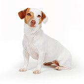 DOG 02 BK0017 01
Jack Russell Terrier Sitting On White Seamless
