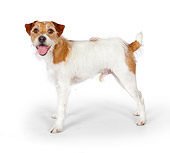 DOG 02 BK0018 01
Jack Russell Terrier Standing On White Seamless