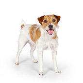 DOG 02 BK0019 01
Jack Russell Terrier Standing On White Seamless