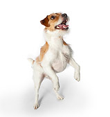 DOG 02 BK0020 01
Jack Russell Terrier Standing On Hind Legs On White Seamless