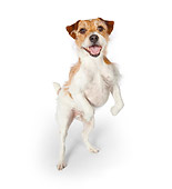 DOG 02 BK0021 01
Jack Russell Terrier Standing On Hind Legs On White Seamless