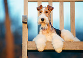 DOG 02 CB0002 01
Portrait Of Fox Terrier Laying On Wooden Bench