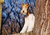 DOG 02 CB0007 01
Fox Terrier Standing Behind Tree