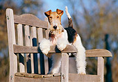 DOG 02 CB0009 01
Fox Terrier Standing On Wooden Bench