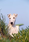 DOG 02 CB0011 01
Portrait Of Smooth Fox Terrier Sitting In Grass