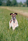 DOG 02 CB0012 01
Portrait Of Smooth Fox Terrier Walking Through Grass