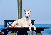 DOG 02 CB0016 01
Smooth Fox Terrier Laying On Picnic Table By Water