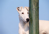 DOG 02 CB0017 01
Close-Up Of Smooth Fox Terrier Standing By Post