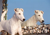 DOG 02 CB0018 01
Close-Up Of Smooth Fox Terrier Standing By Seashell Framed Mirror
