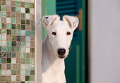 DOG 02 CB0019 01
Close-Up Of Smooth Fox Terrier Standing By Tiled Wall