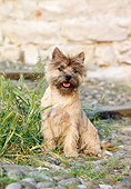 DOG 02 CB0022 01
Cairn Terrier Sitting On Cobblestone