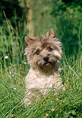 DOG 02 CB0023 01
Cairn Terrier Sitting In Tall Grass