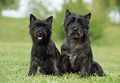 DOG 02 CB0024 01
Two Cairn Terriers Sitting On Grass