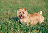 DOG 02 CB0027 01
Norwich Terrier Standing On Grass Profile
