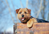 DOG 02 CB0029 01
Norfolk Terrier Leaning On Wooden Table