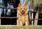 DOG 02 CB0030 01
Norwich Terrier Sitting On Grass