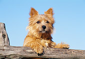 DOG 02 CB0031 01
Norwich Terrier Leaning On Wooden Post