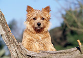 DOG 02 CB0032 01
Norwich Terrier Leaning On Log