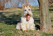 DOG 02 CB0033 01
Scottish Terrier Sitting On Grass By Tree