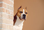 DOG 02 CB0036 01
American Staffordshire Terrier Standing By Brick Wall