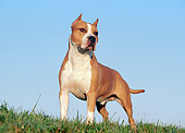 DOG 02 CB0038 01
American Staffordshire Terrier Standing On Grass