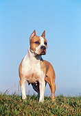 DOG 02 CB0039 01
American Staffordshire Terrier Standing On Grass