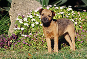 DOG 02 CB0040 01
Border Terrier Standing On Grass By White And Pink Flowers