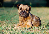 DOG 02 CB0041 01
Border Terrier Laying On Grass