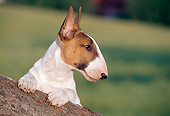 DOG 02 CB0042 01
Portrait Of Bull Terrier Leaning On Log