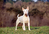 DOG 02 CB0043 01
Bull Terrier Standing On Grass