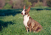 DOG 02 CB0044 01
Bull Terrier Sitting On Grass