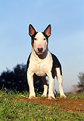 DOG 02 CB0046 01
Bull Terrier Standing On Grass