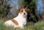 DOG 02 CB0047 01
Jack Russell Terrier Sitting In Grass