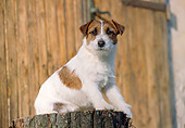 DOG 02 CB0048 01
Jack Russell Terrier Sitting On Stump
