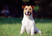 DOG 02 CB0049 01
Jack Russell Terrier Sitting On Grass