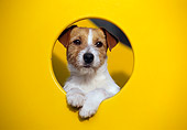 DOG 02 CB0050 01
Jack Russell Terrier Peeking Out Of Yellow Play Structure