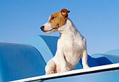 DOG 02 CB0051 01
Jack Russell Terrier Sitting On Blue Play Structure
