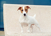 DOG 02 CB0052 01
Jack Russell Terrier Standing On Bench