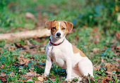 DOG 02 CB0053 01
Jack Russell Terrier Sitting On Grass