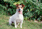 DOG 02 CB0054 01
Jack Russell Terrier Sitting On Grass